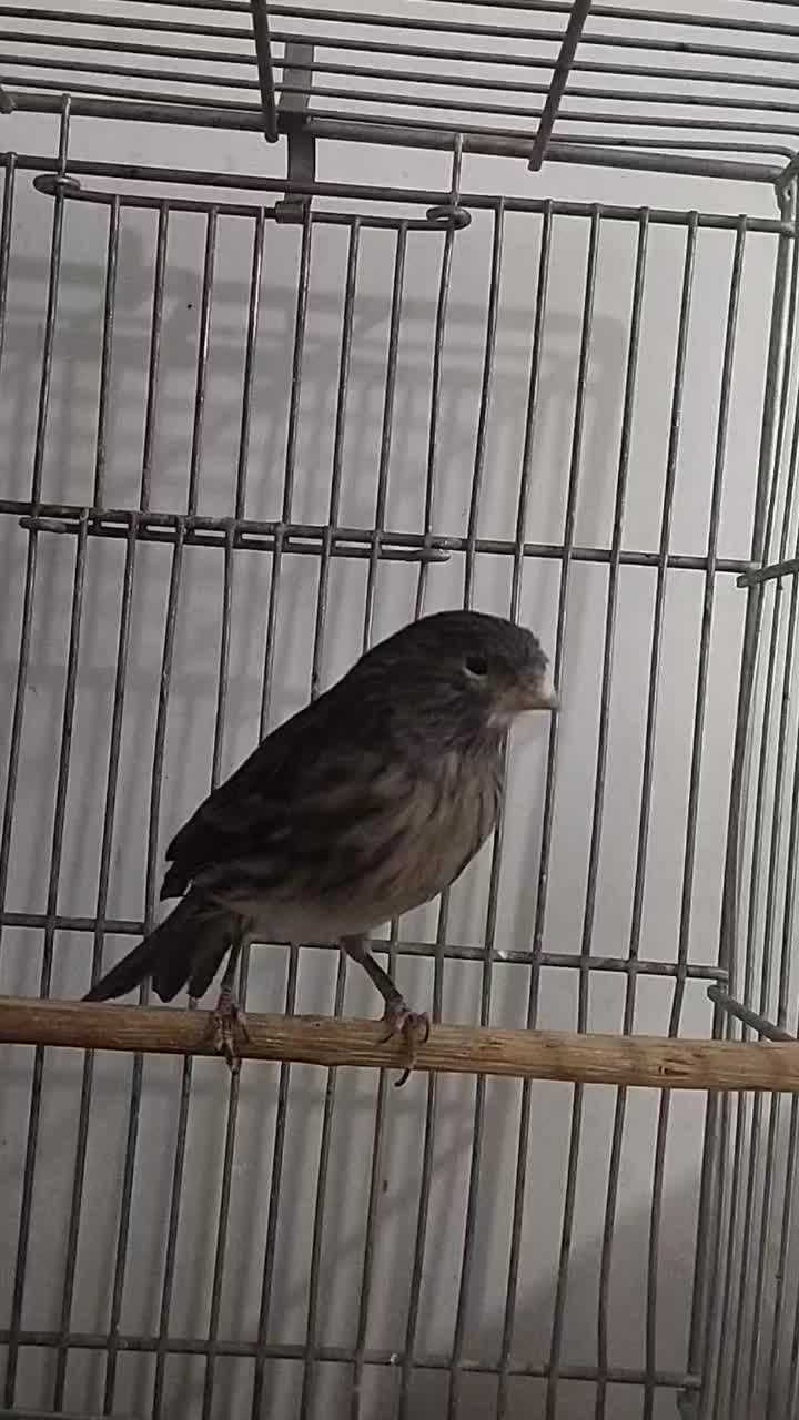 قناری ماده نگرو مشکی جفتی سهره.|پرنده|ری, فیروزآباد|دیوار