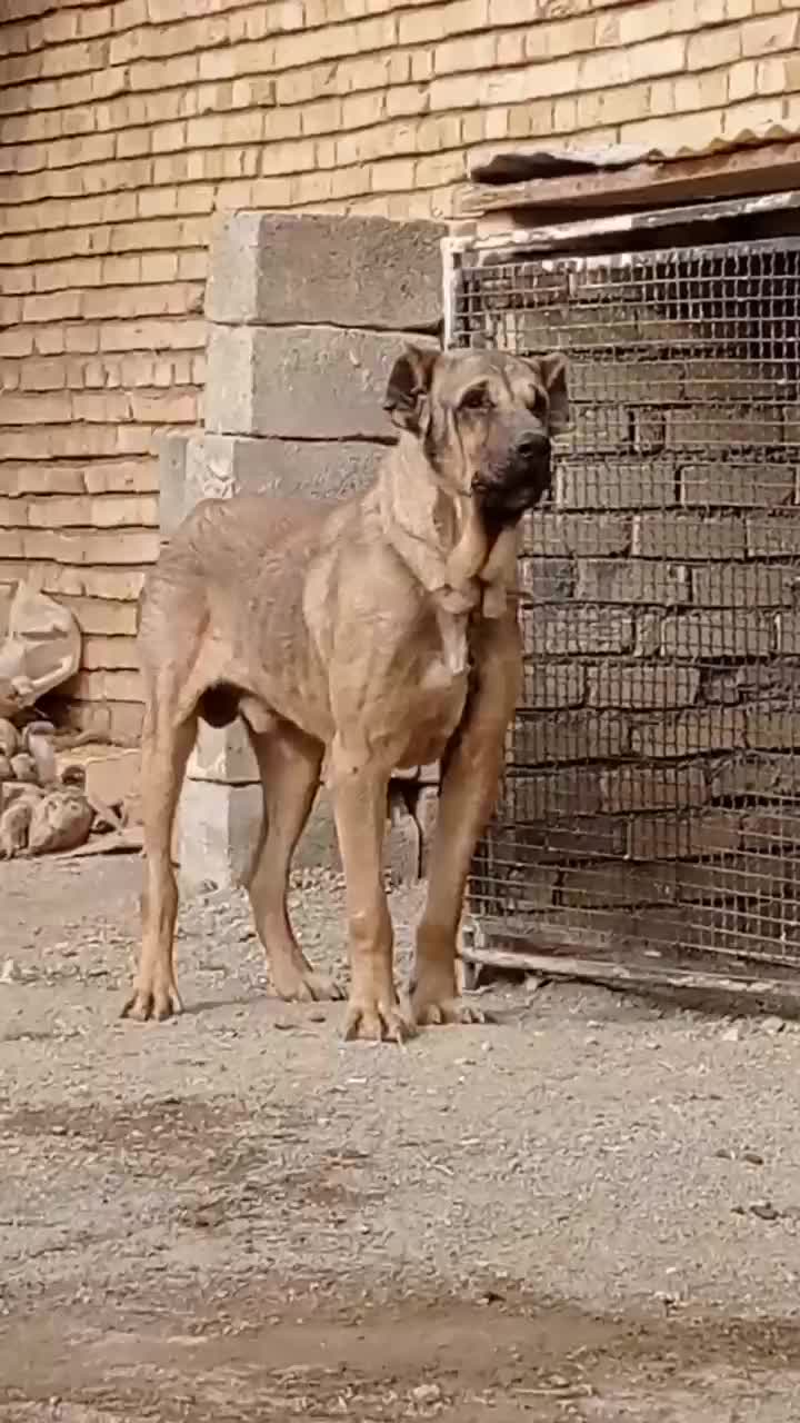 سگ سرابی خالص نسل بلبل|سگ|ملایر, |دیوار