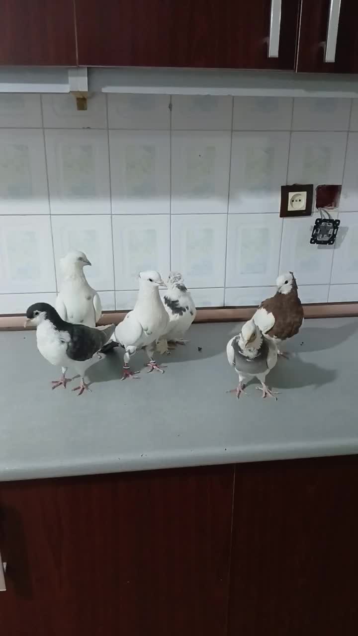 کفتر دمبی طوقی ساده|پرنده|تربت جام, مطهری|دیوار