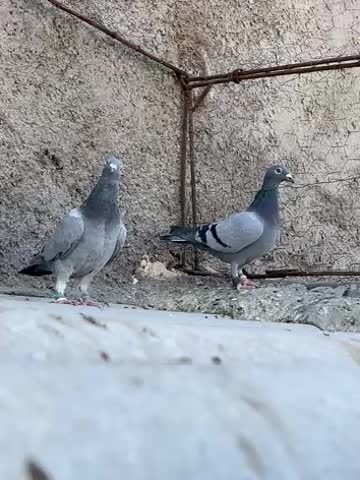 پلاکی|پرنده|بیرجند, |دیوار