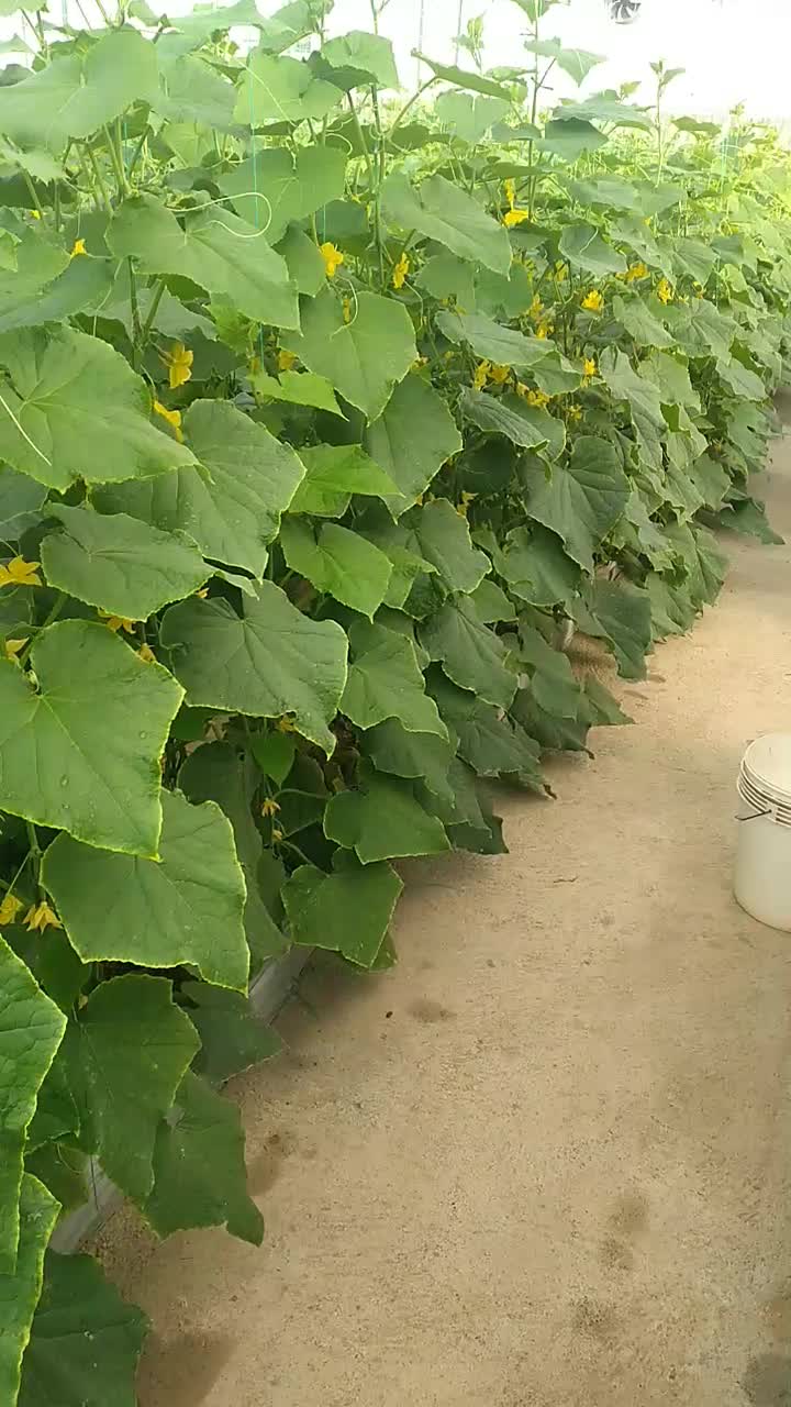 گلخانه|فروش زمین و ملک کلنگی|خلیل آباد, |دیوار