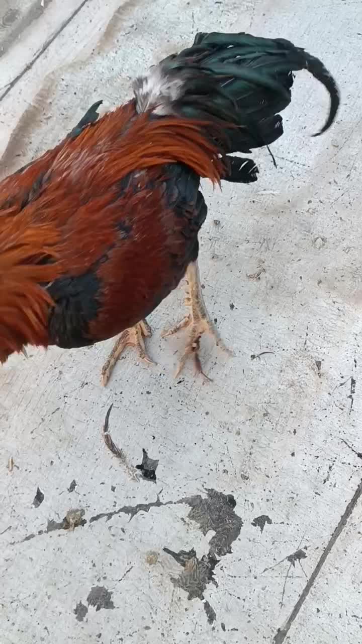 خروس لاری|حیوانات مزرعه|فیرورق, |دیوار