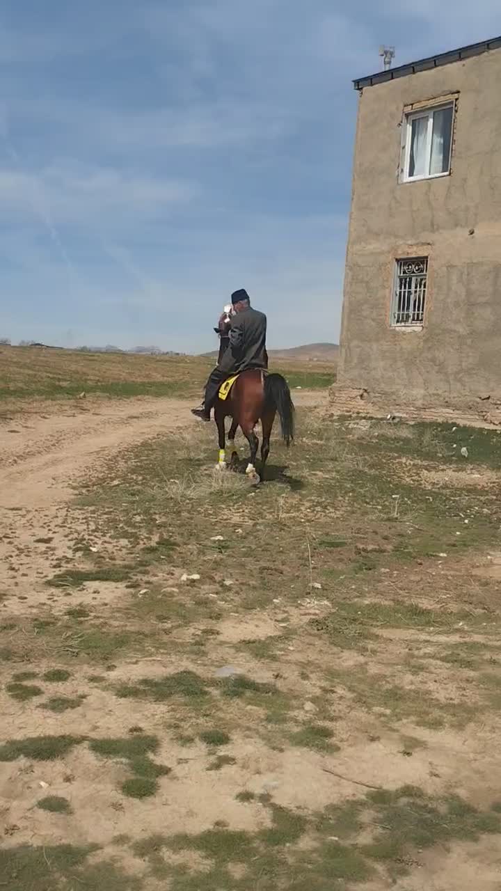 اسب|اسب و تجهیزات اسب‌سواری|زالیان, |دیوار