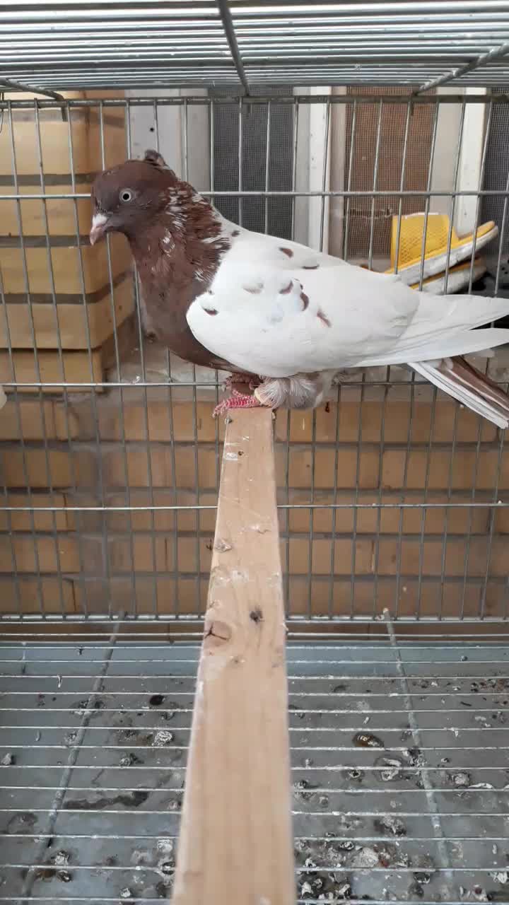 سینه سرخ ماده درشت|پرنده|اهواز, کوی سعدی|دیوار