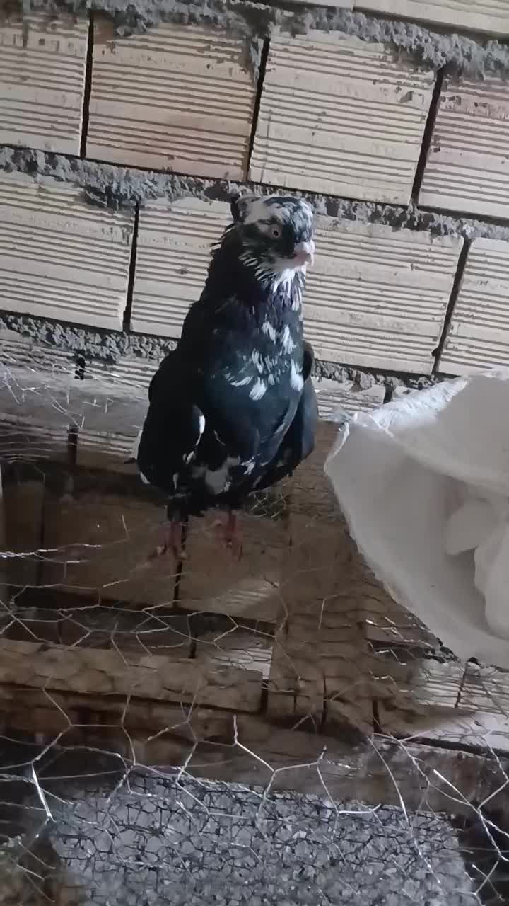 یک عدد دمبی جمع قنار ب فروش مرسی.|پرنده|میانه, |دیوار