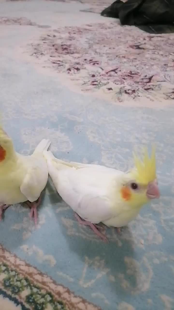 جوجه عروس با کیفیت آماده آموزش وسخنگو|پرنده|قیدار, |دیوار