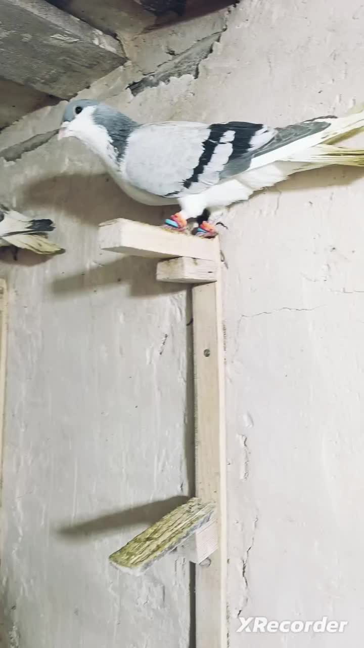 کبوتر المانی بوم|پرنده|مشهد, طلاب|دیوار