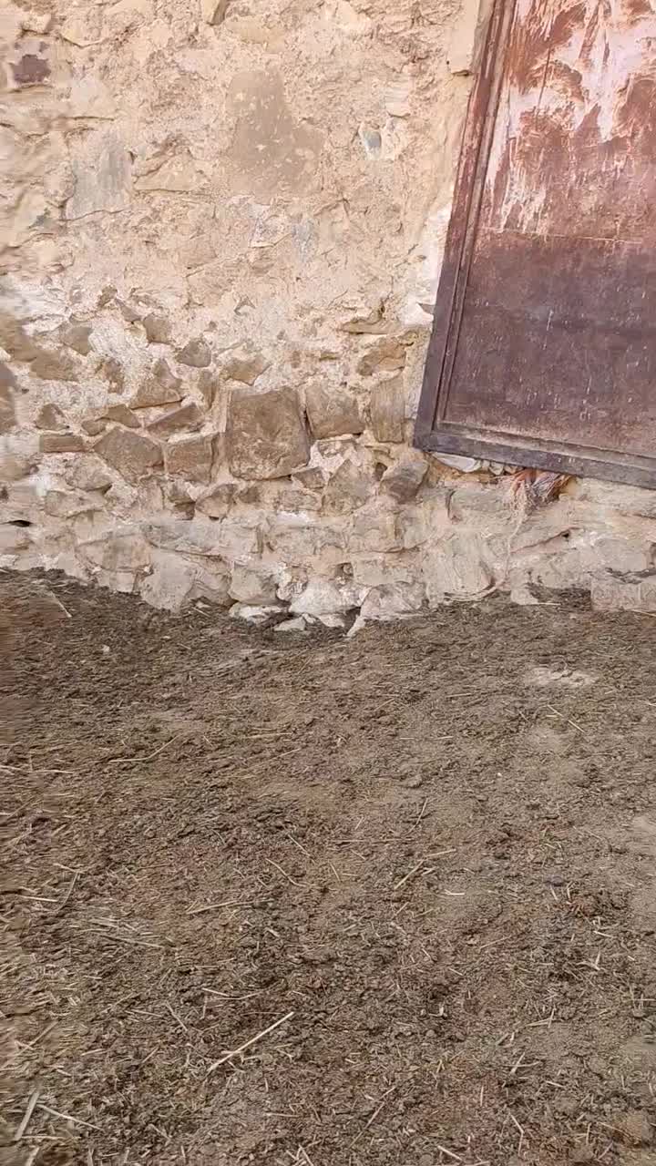 شیشک میش داشتی|حیوانات مزرعه|ارژن, |دیوار