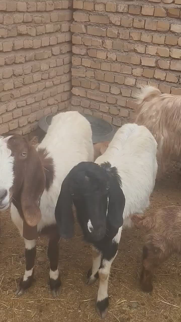 بز زاییده|حیوانات مزرعه|نیشابور, مازول|دیوار