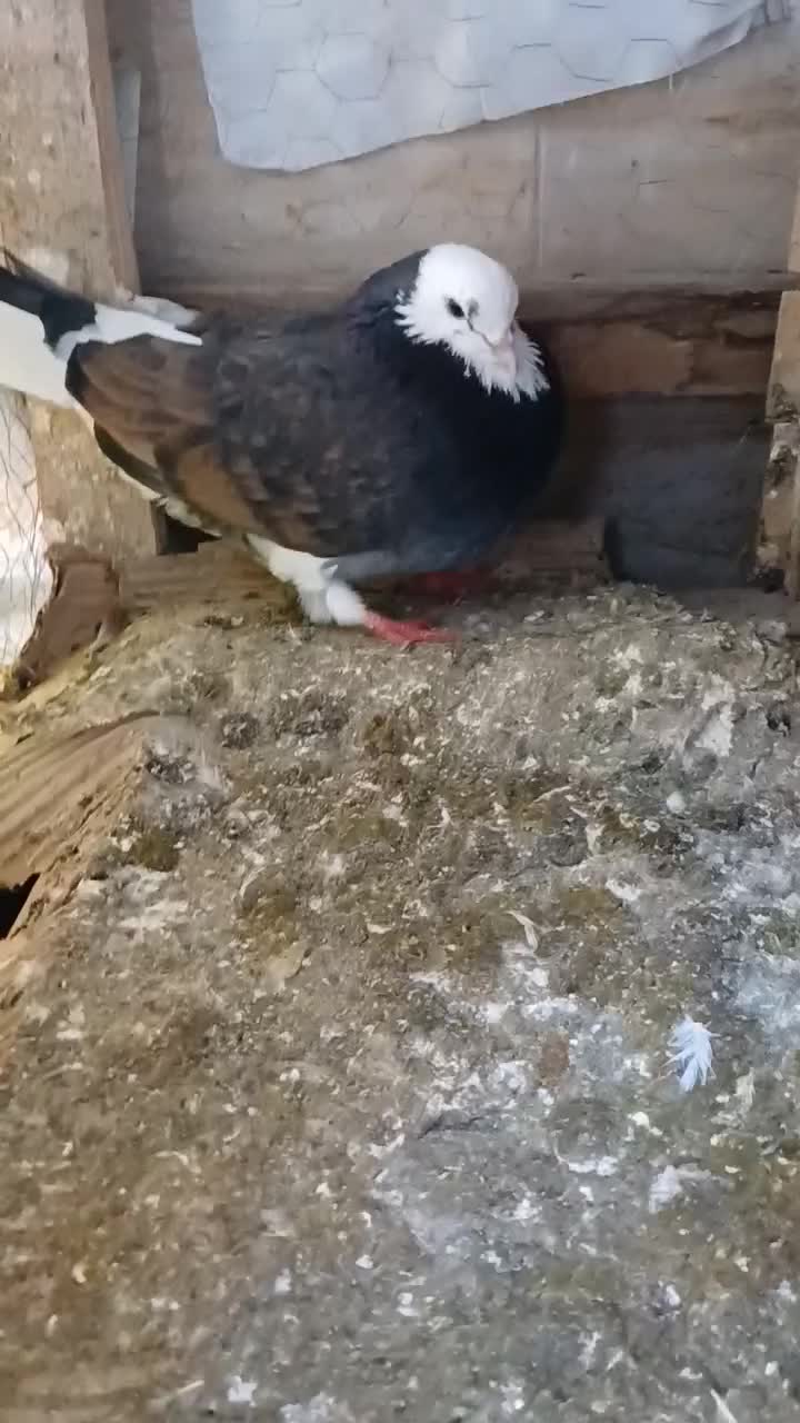 کبوتر های پرشی سالم ب تضمین|پرنده|املش, |دیوار