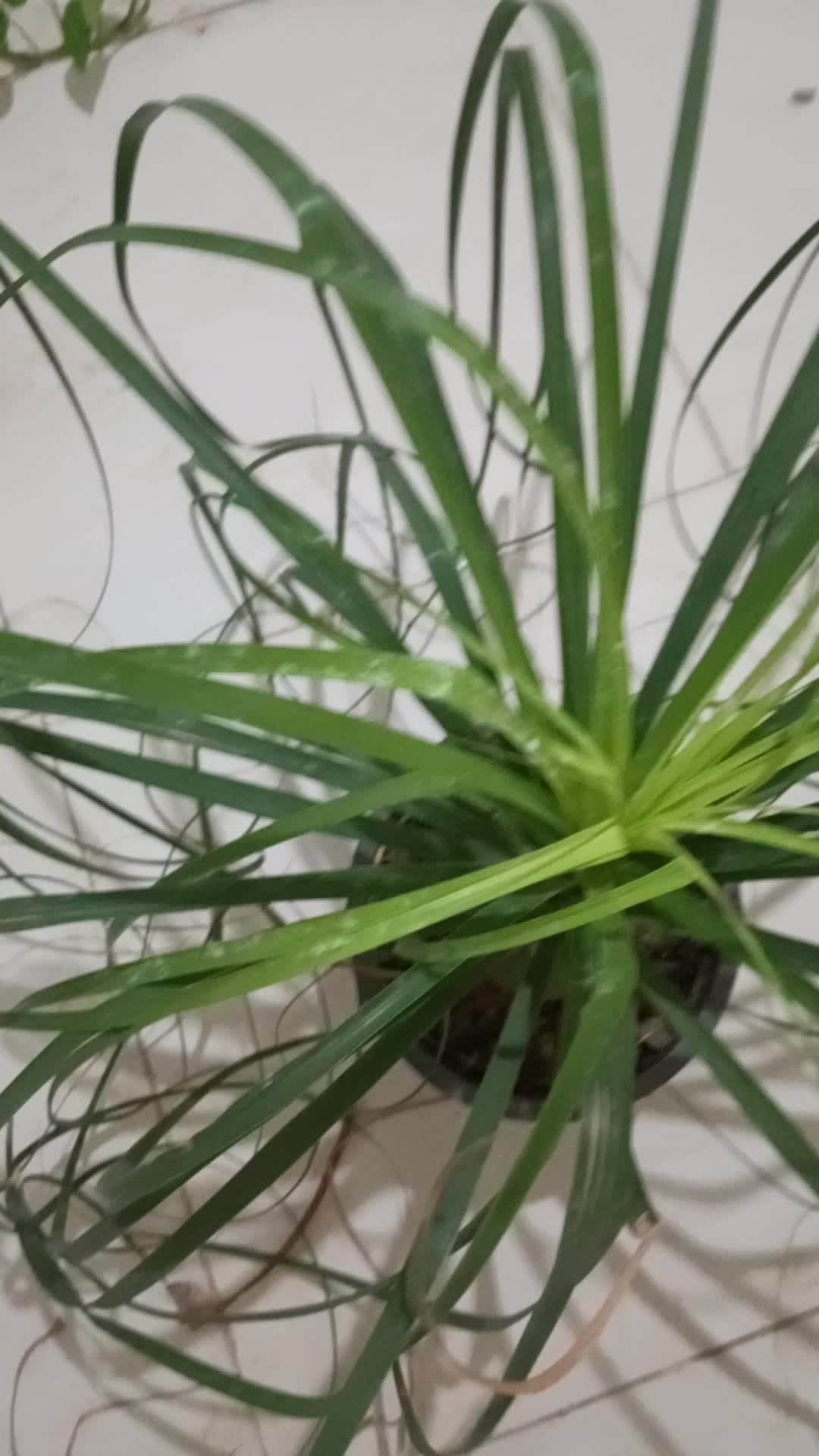 گل با قیمت عالی|گل و گیاه طبیعی|اصفهان, باتون|دیوار