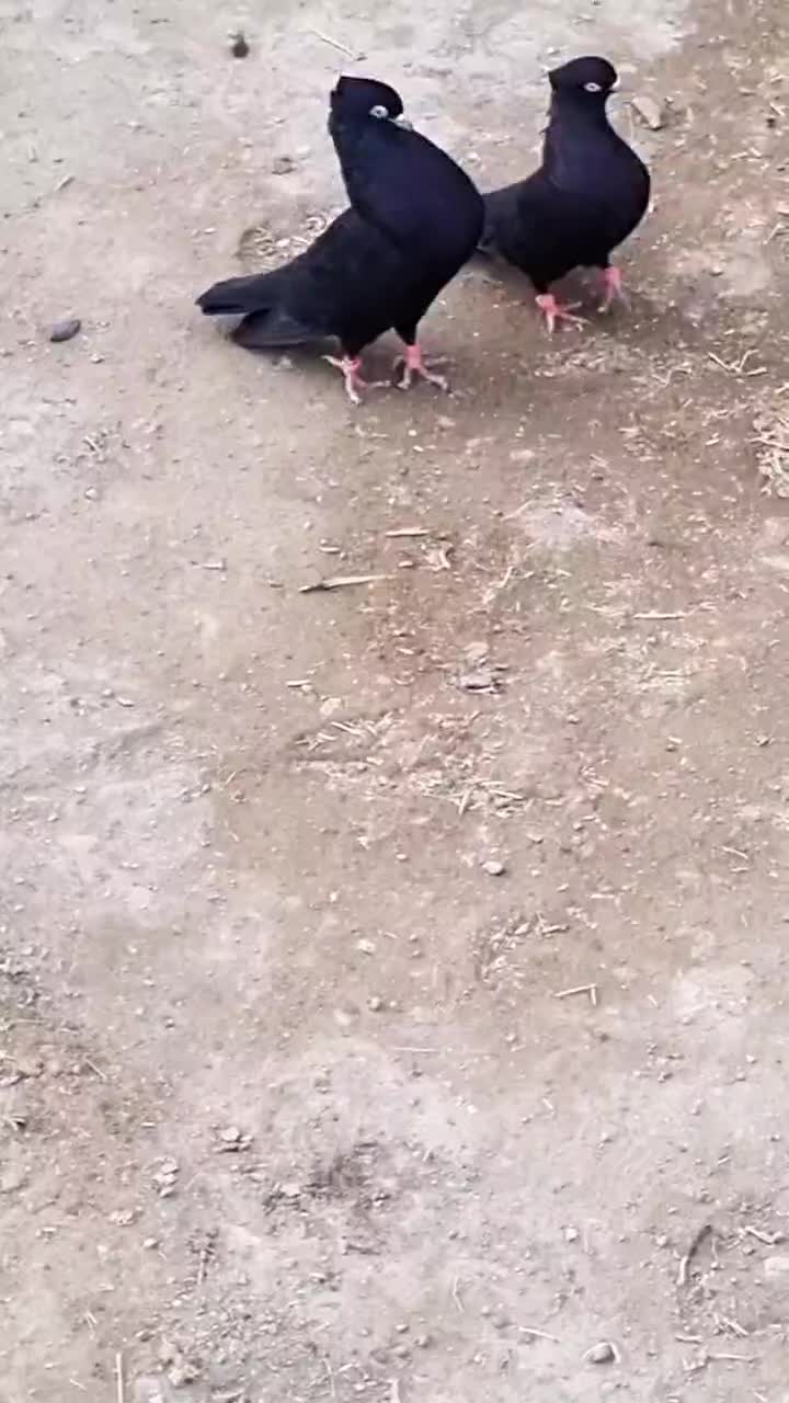 ذاغ ابادانی|پرنده|دلبران, |دیوار