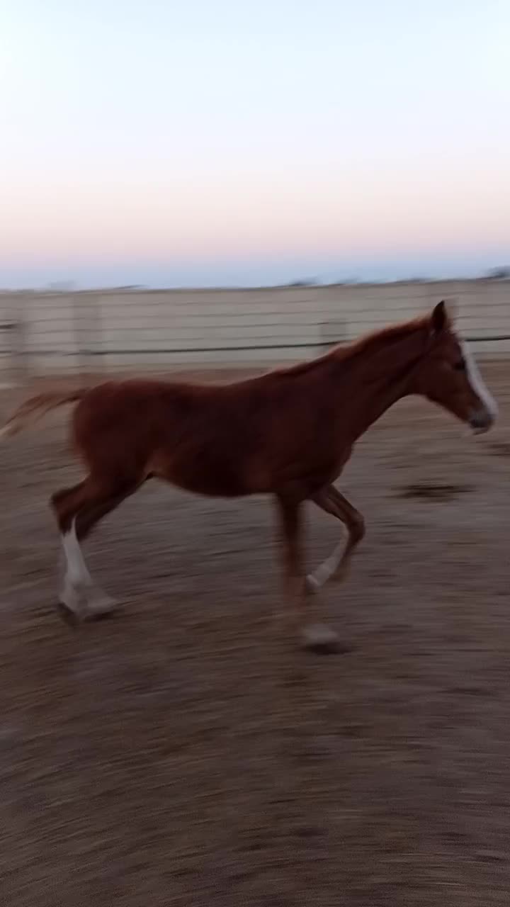 کره نریان|اسب و تجهیزات اسب‌سواری|گنبد کاووس, |دیوار