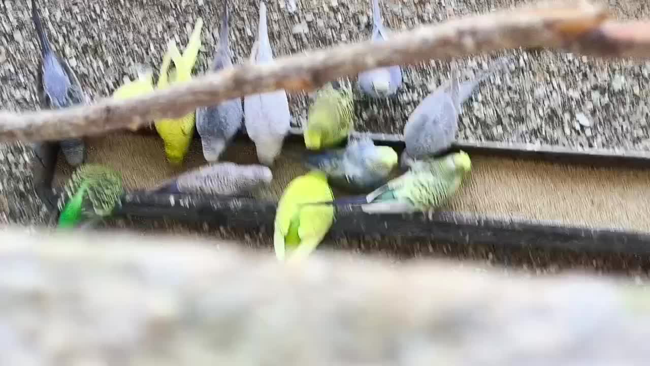 مرغ عشق|پرنده|کبودرآهنگ, |دیوار