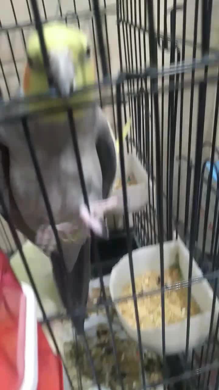 عروس هلندی کاملن سالم تخم گذاشته ۳|پرنده|جوادآباد, |دیوار