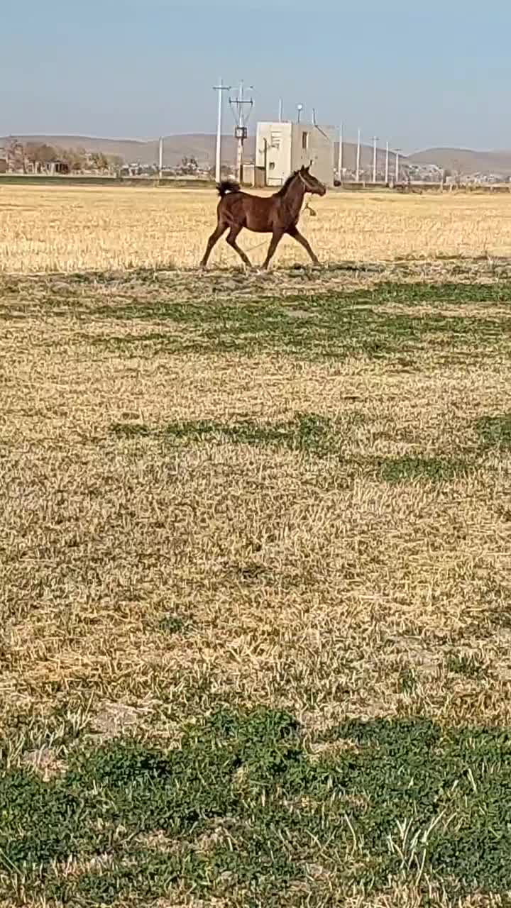 کره نریان کرد|اسب و تجهیزات اسب‌سواری|کنگاور, |دیوار