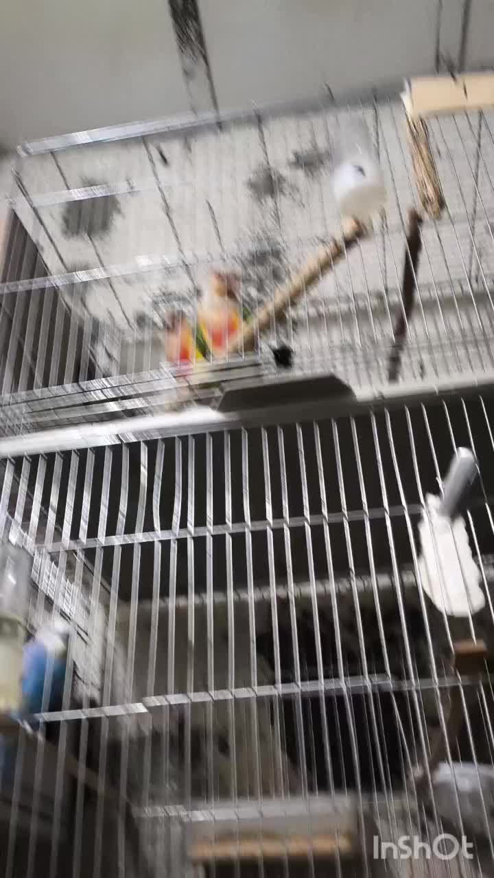 جفت گرین چیک|پرنده|سیرجان, |دیوار