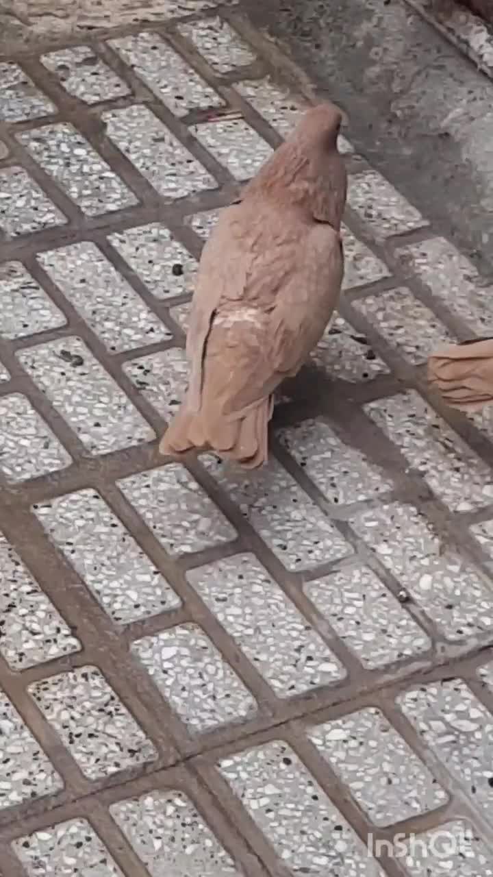 کبوتر|پرنده|تربت‌حیدریه, کلاته توکلی|دیوار