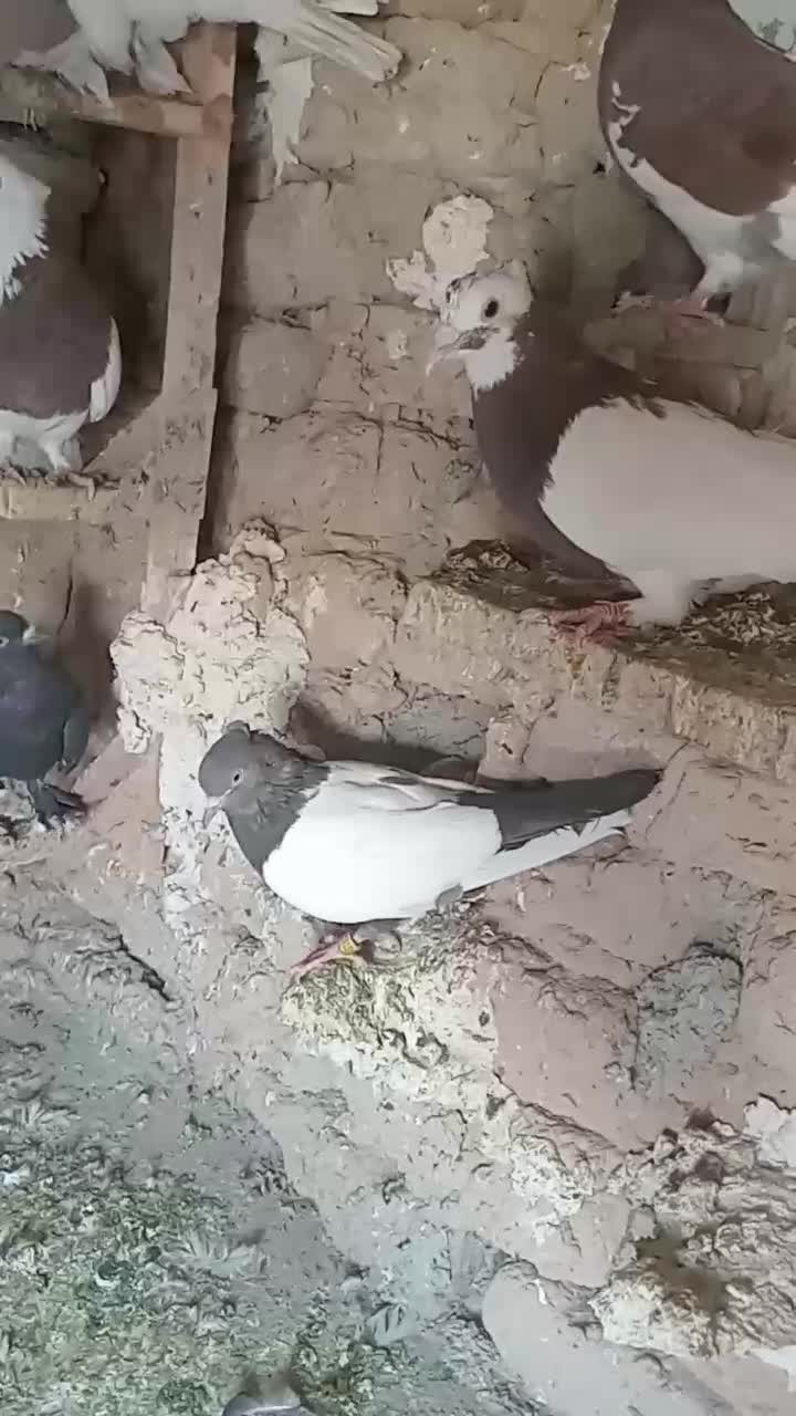 کفتر|پرنده|شیراز, کوشک بیدک|دیوار