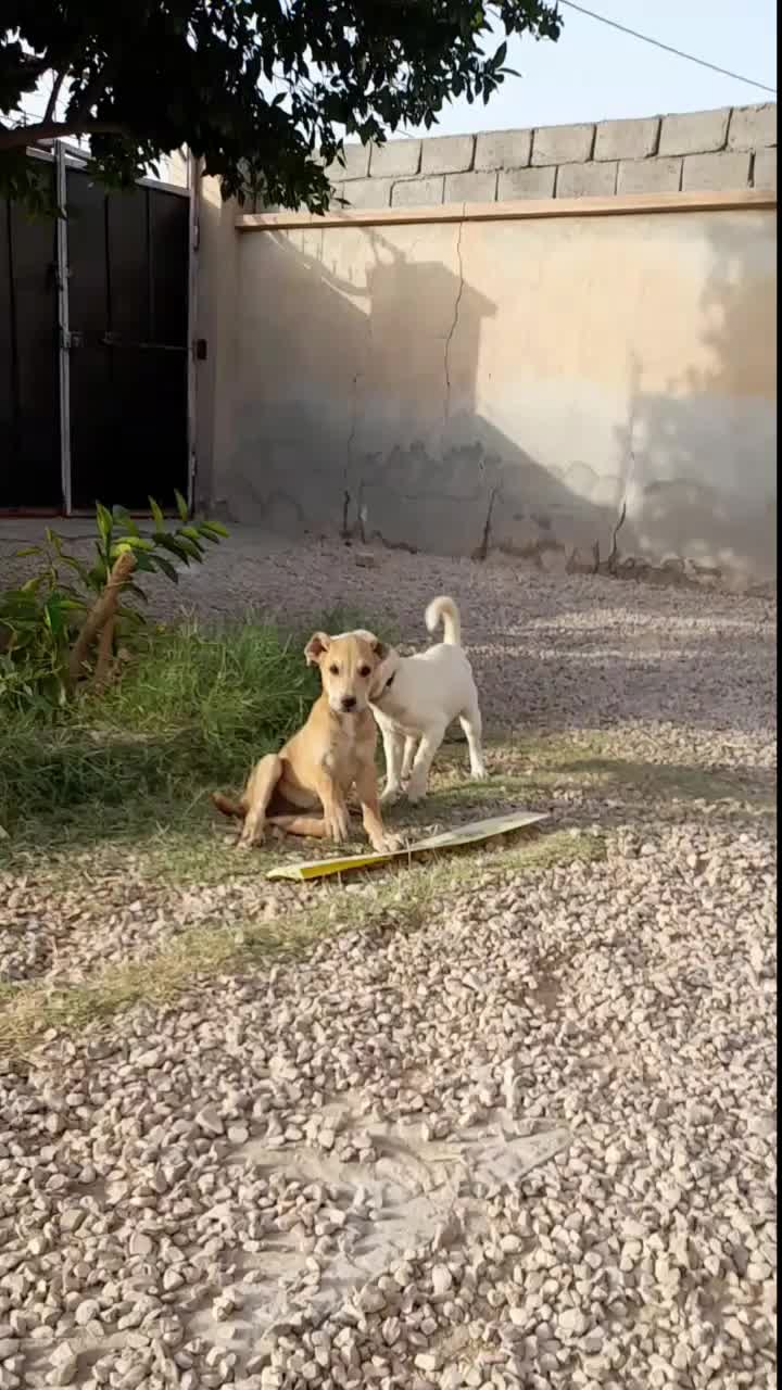 سگ پاکوتاه سفید فروشی|سگ|طبس, |دیوار