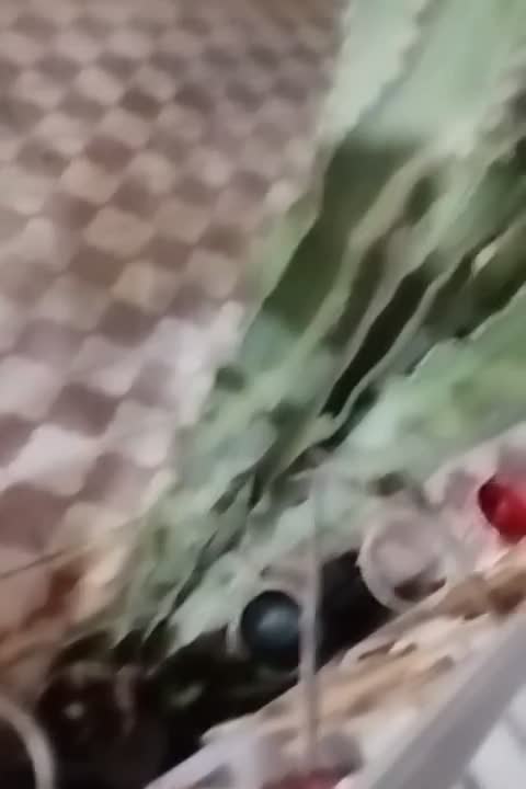 فروش کاکتوس سایزهای مختلف|گل و گیاه طبیعی|خورموج, |دیوار