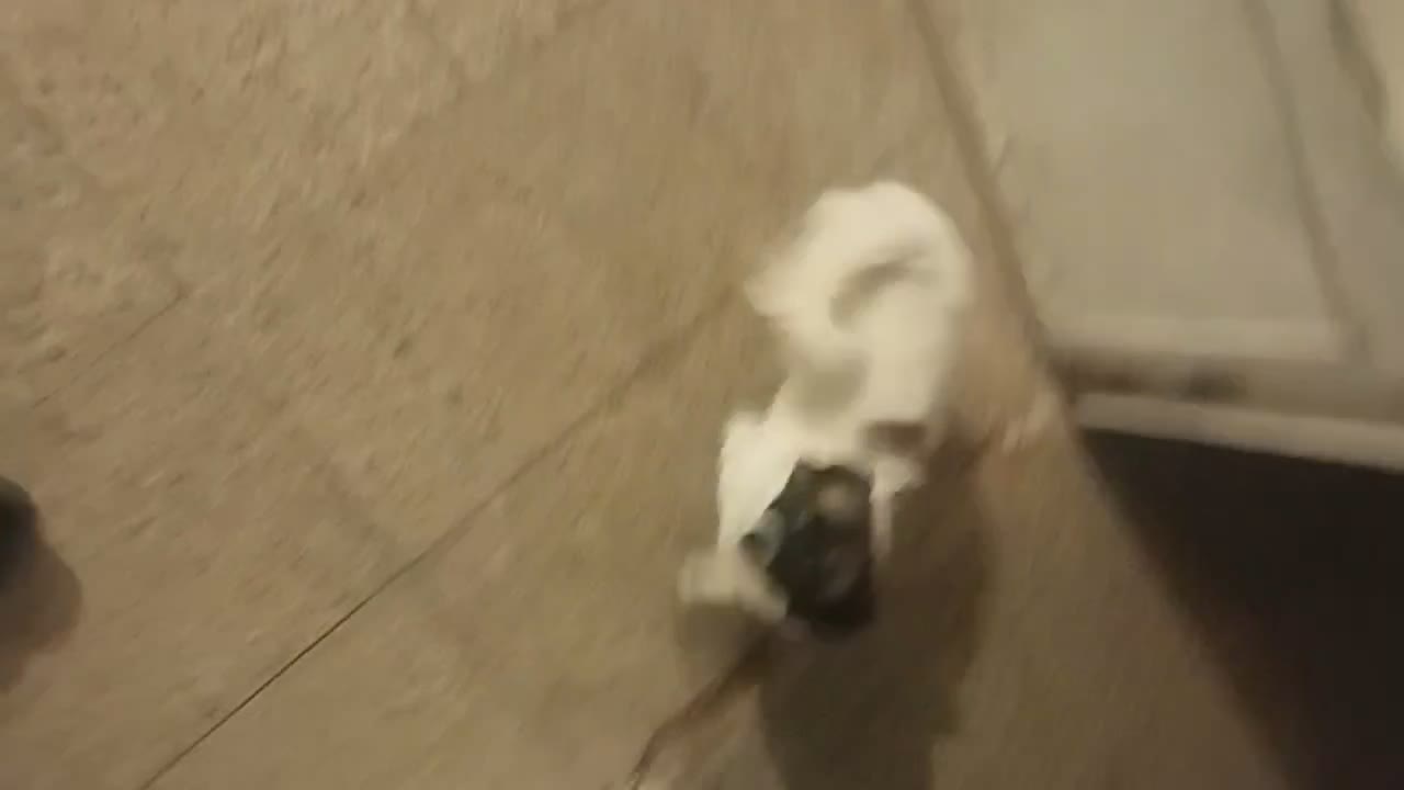 سگ شیتزو تریر|سگ|کرمانشاه, |دیوار