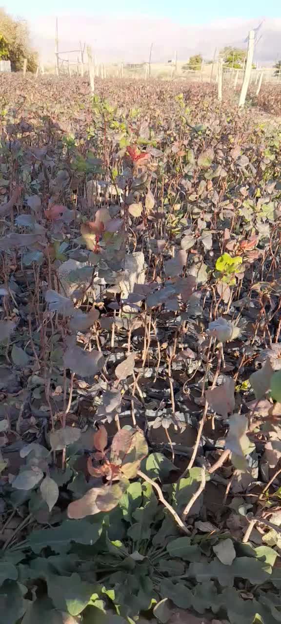 نهال پسته بادامی ریز زرندی|گل و گیاه طبیعی|ماهان, |دیوار