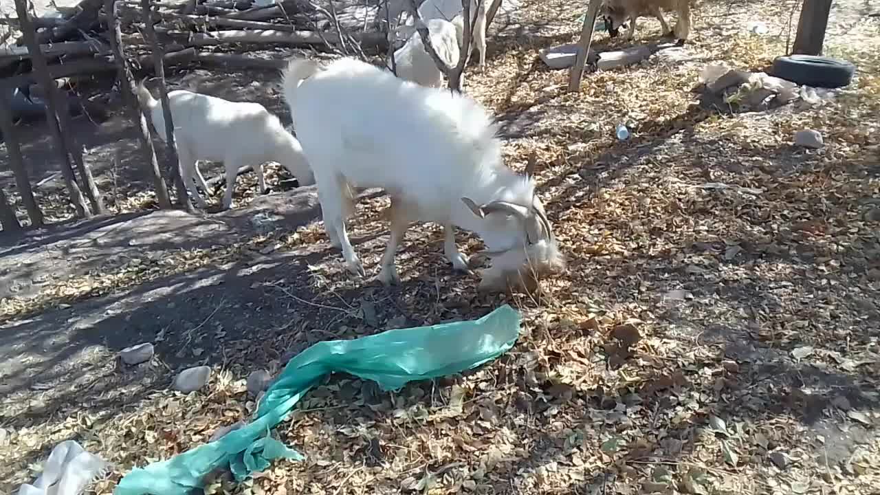 نری سانن|حیوانات مزرعه|درب بهشت, |دیوار