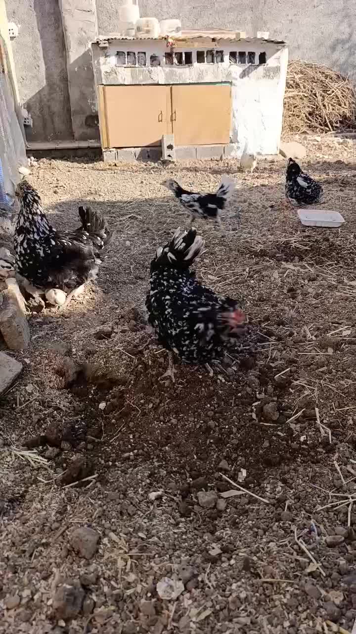 تخم نطفه دار مرغ های گلین درجه یک|حیوانات مزرعه|سمنان, |دیوار