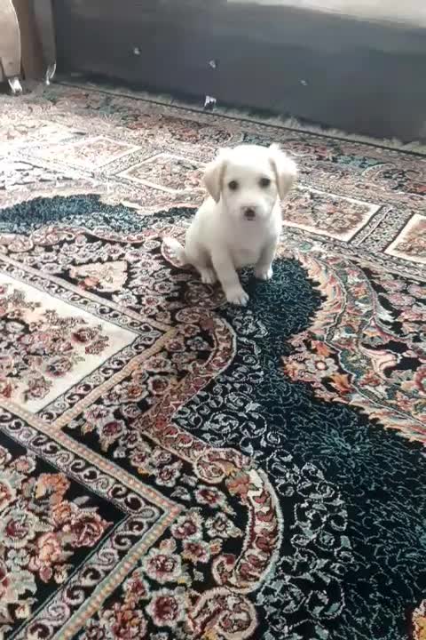 واگذاری توله سگ شیتزو|سگ|بومهن, |دیوار