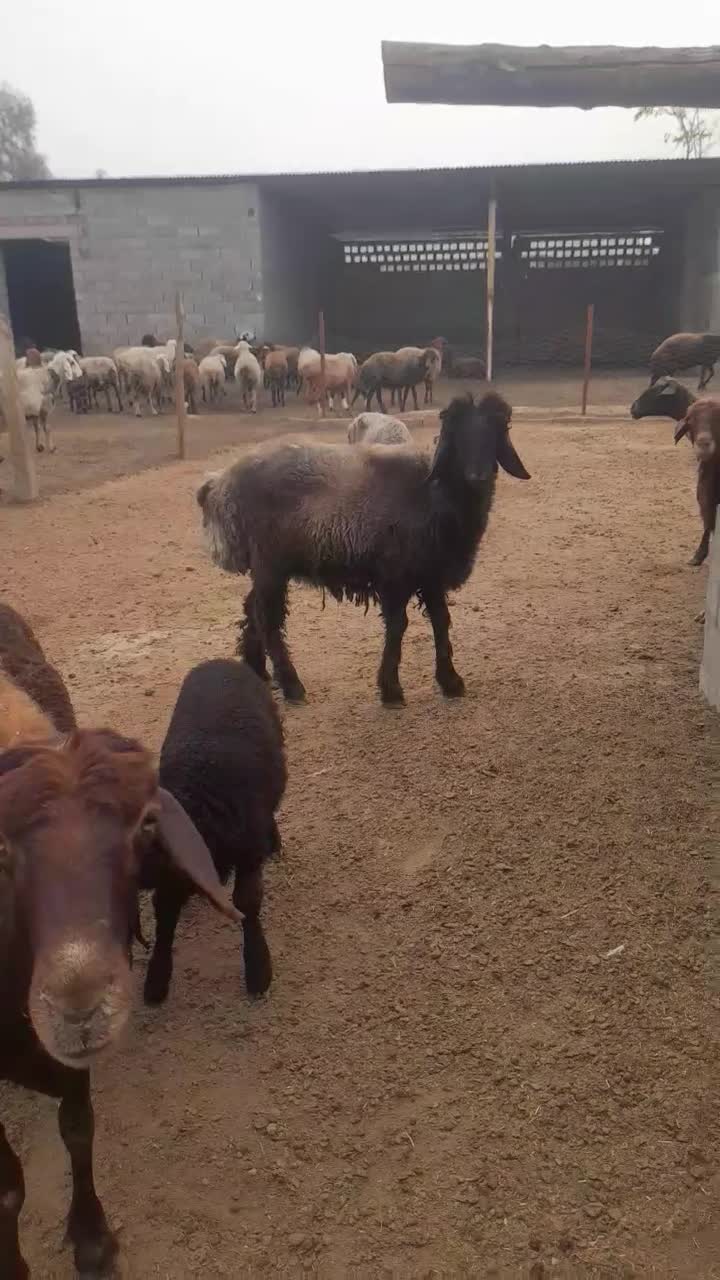 بره قوچ|حیوانات مزرعه|گنبد کاووس, |دیوار