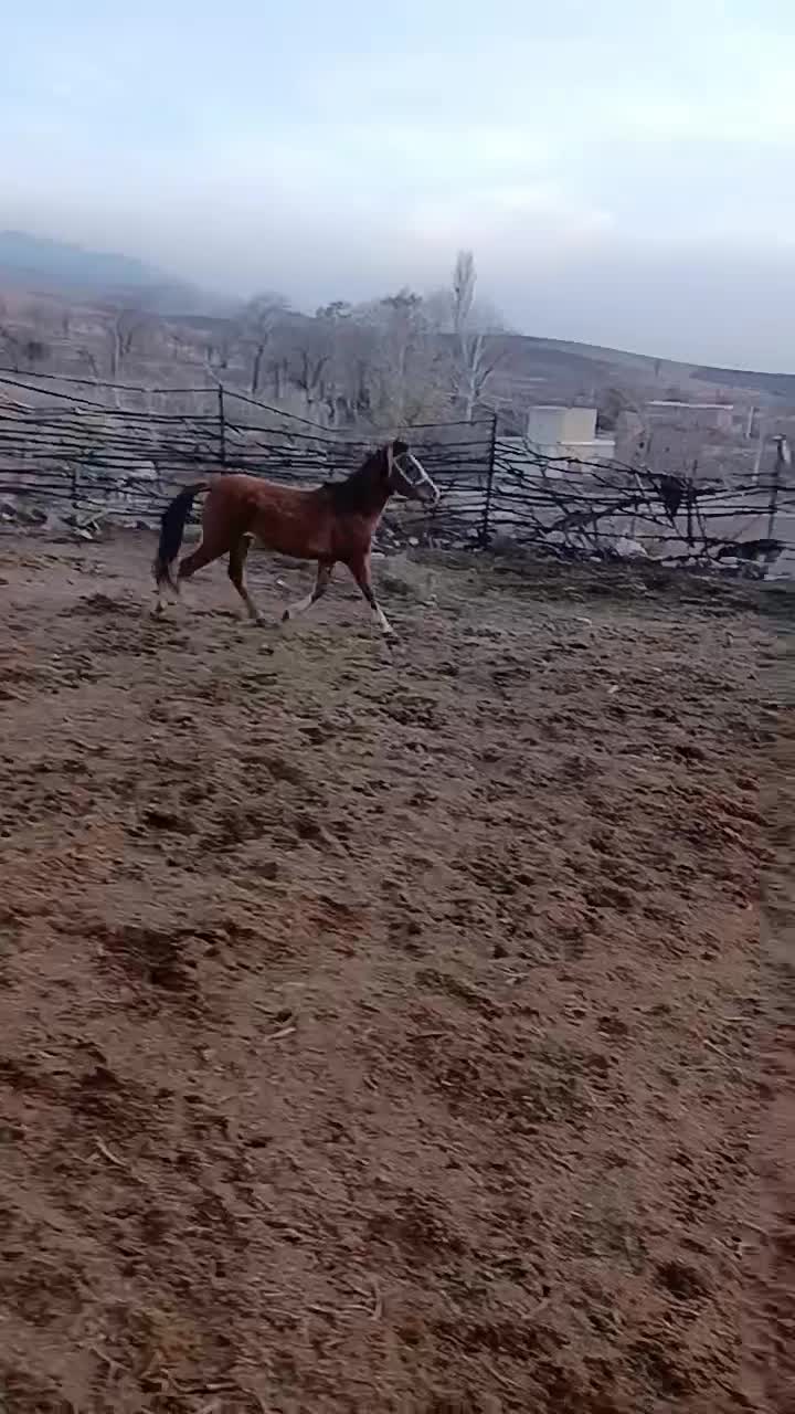 کره اسب|اسب و تجهیزات اسبسواری|ضیاء آباد, |دیوار