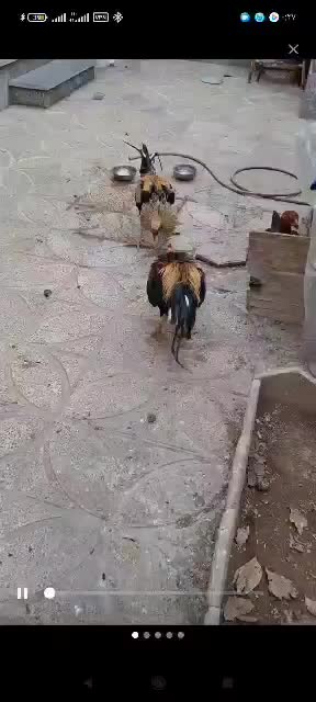 خروس لاری|حیوانات مزرعه|بزینه رود, |دیوار