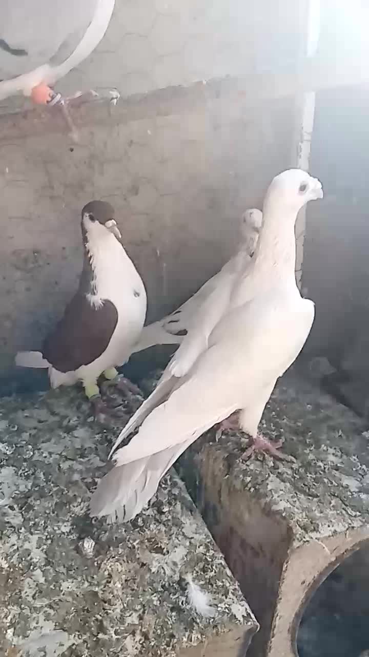 کبوتر صید در چناران|پرنده|مشهد, امیریه|دیوار