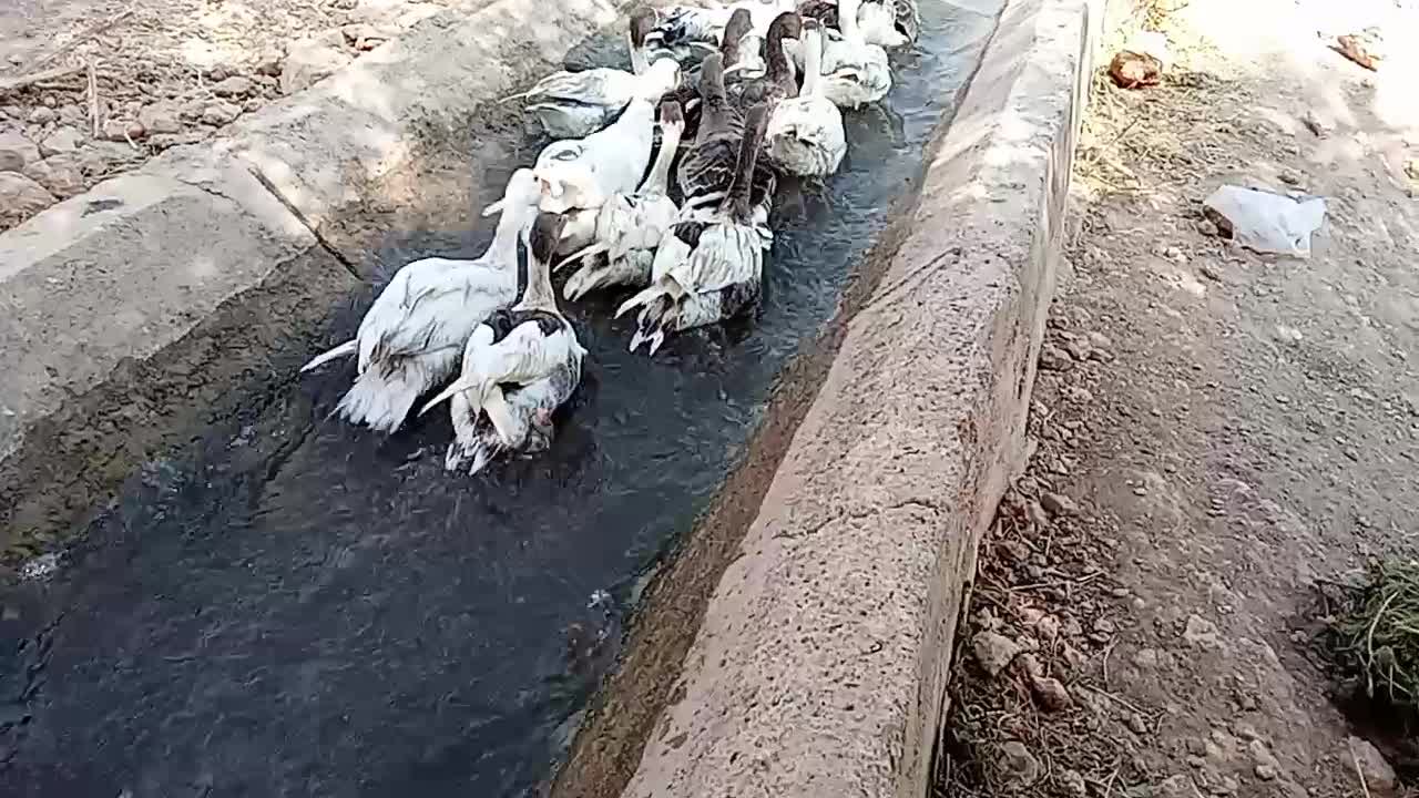 غاز|حیوانات مزرعه|بیضا, |دیوار