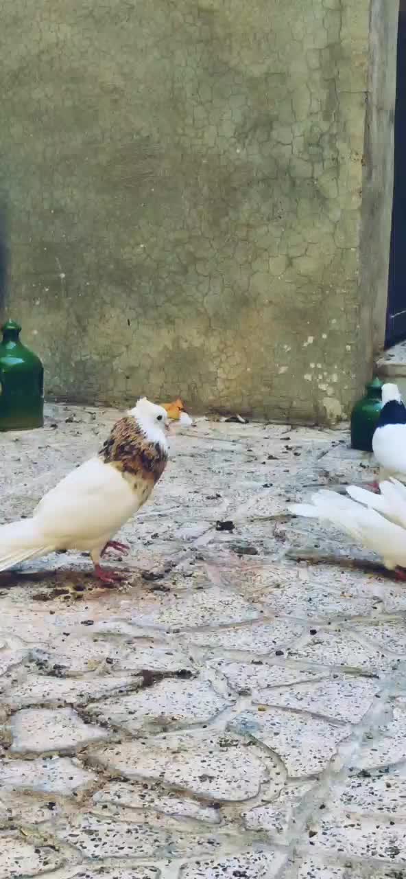 طوقی|پرنده|کرمانشاه, |دیوار