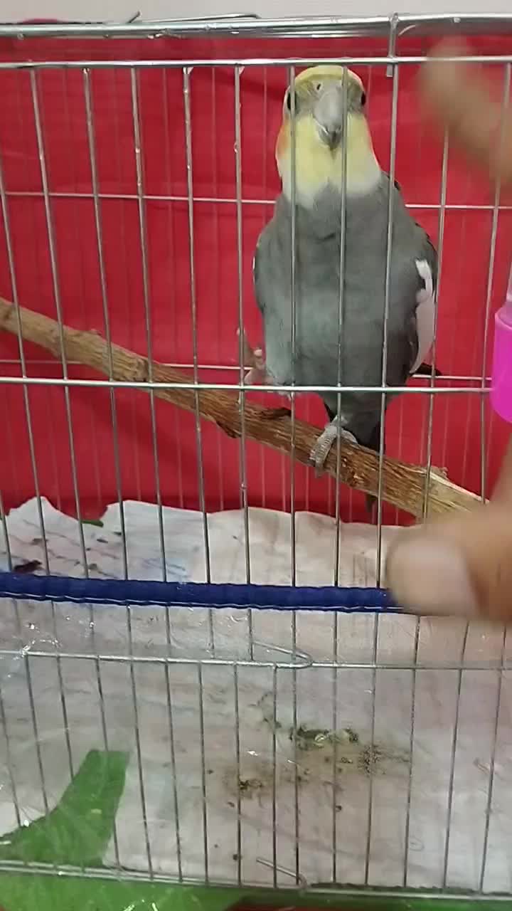 2تا عروس نر|پرنده|بندرعباس, |دیوار