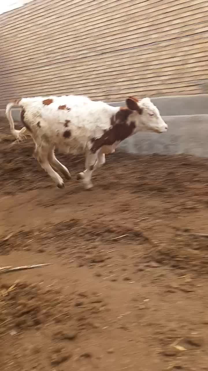 گوساله سیمنتال|حیوانات مزرعه|ایواوغلی, |دیوار