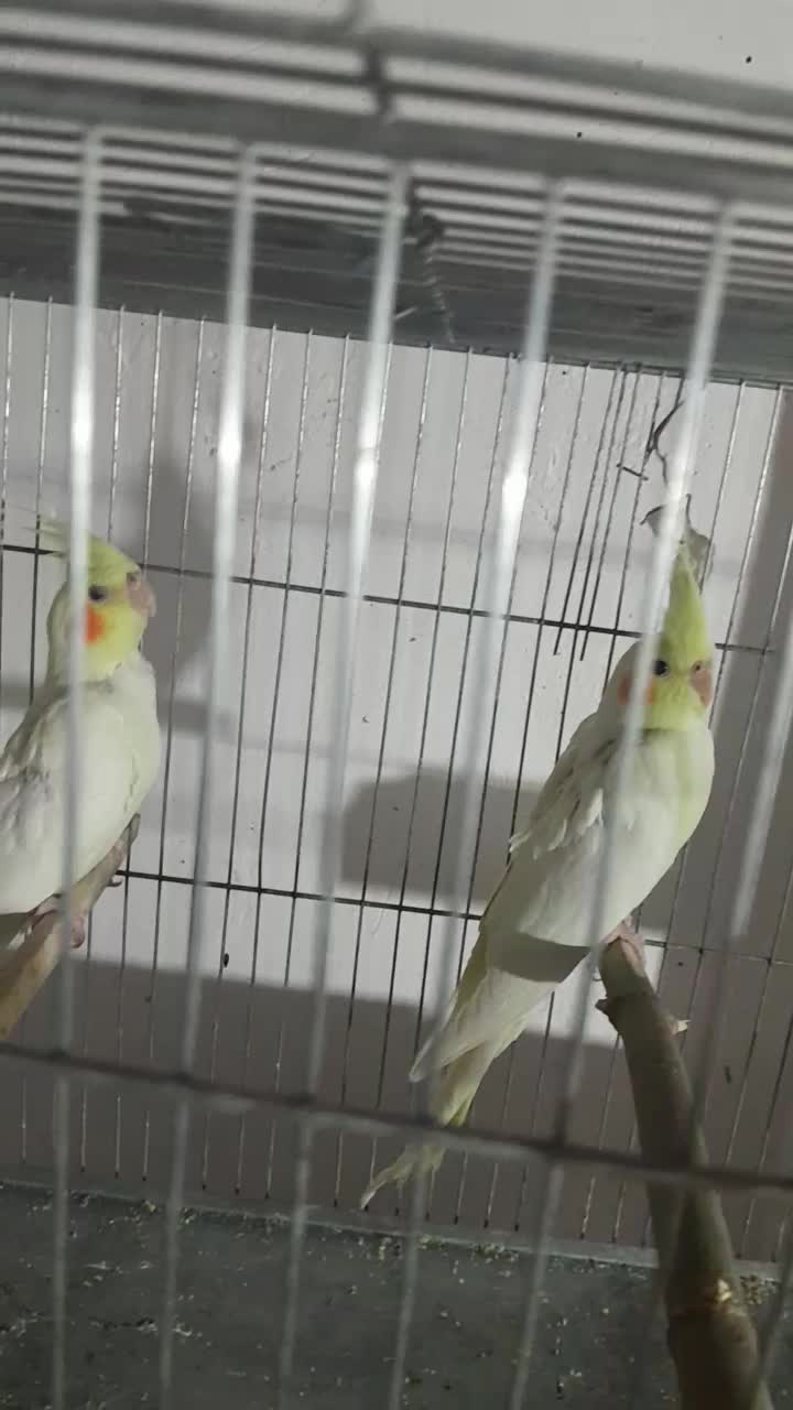 طوطی لوتینو عروس نیم دستی|پرنده|اقبالیه, |دیوار