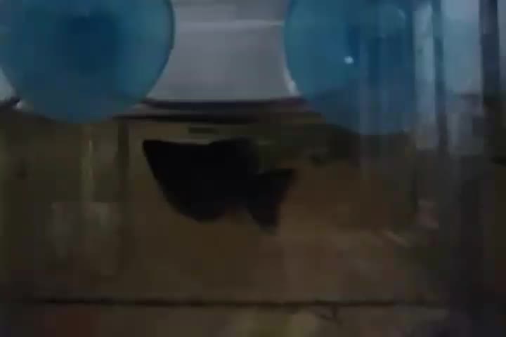 مولی|ماهی|کرمانشاه, |دیوار