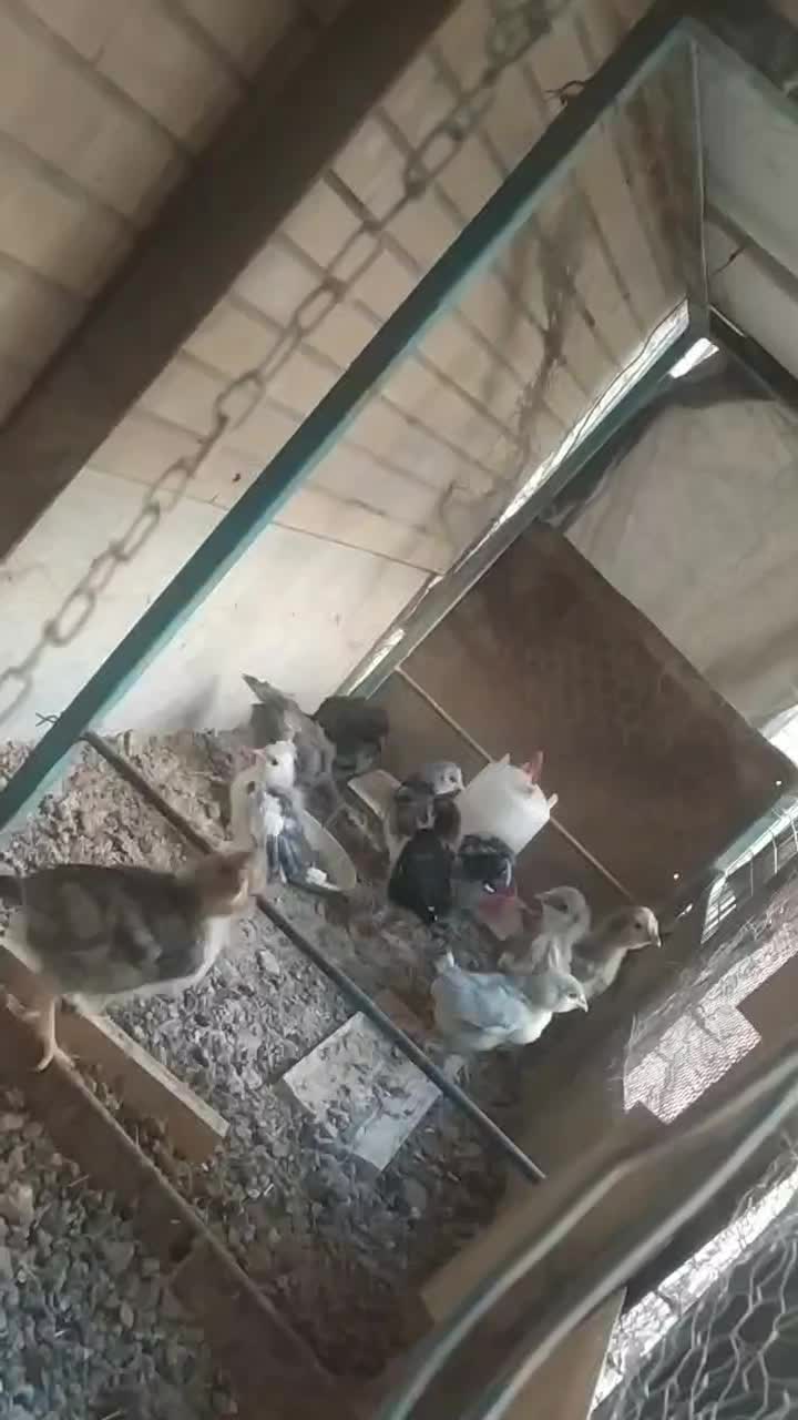 جوجه گلین یک ماهه|حیوانات مزرعه|اصفهان, دستگرده|دیوار