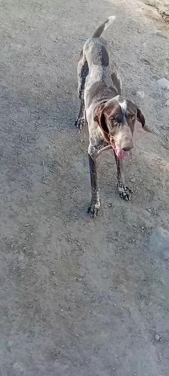 سگ دنبلان یاب حرفه ای حرف گوش کن واقعی بیاد|سگ|گلی داغ, |دیوار