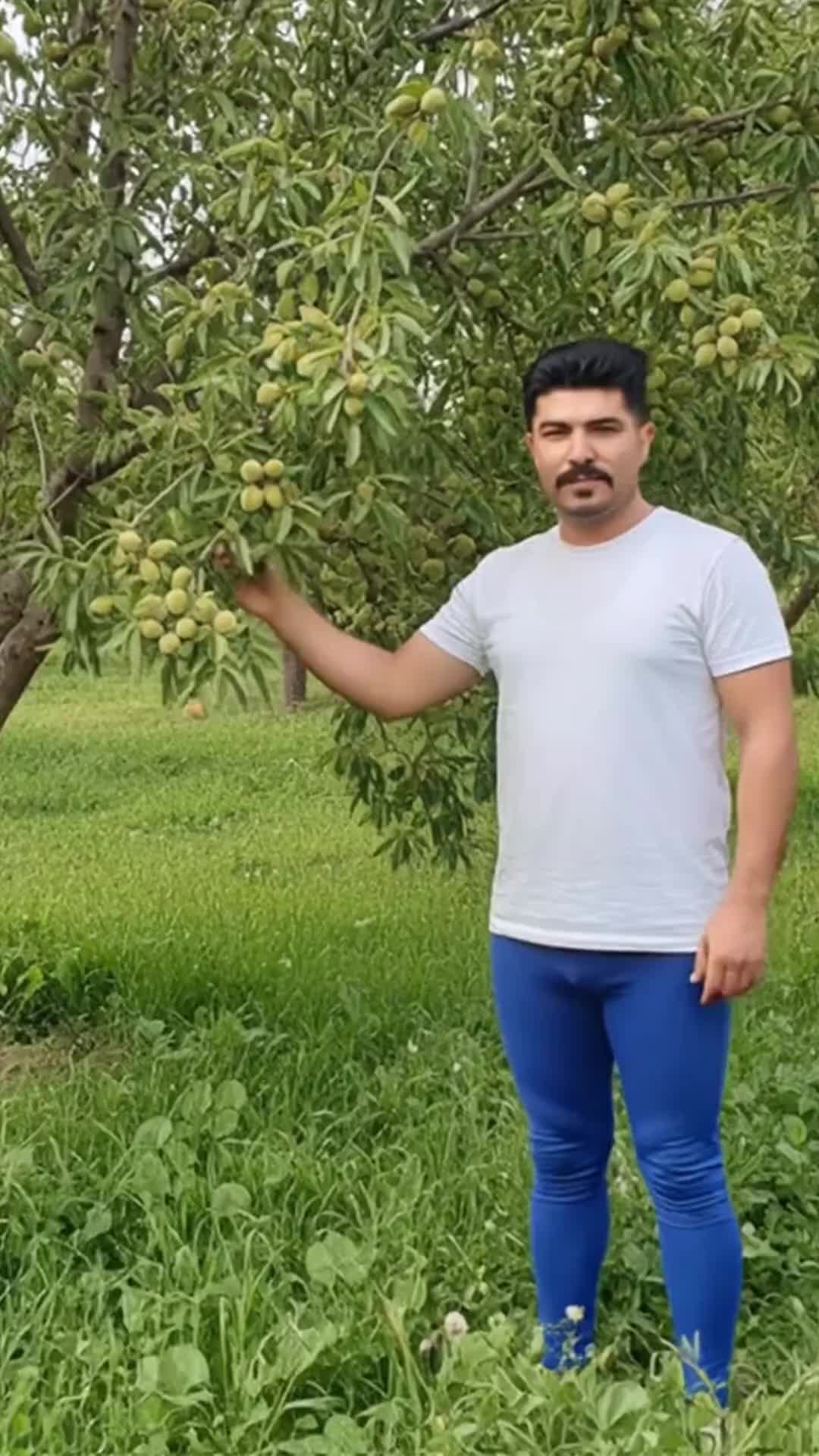 سرمایهگذاری با نهال بادام آذرشکوفه با سود بالا|خدمات باغبانی و درختکاری|سنندج, |دیوار