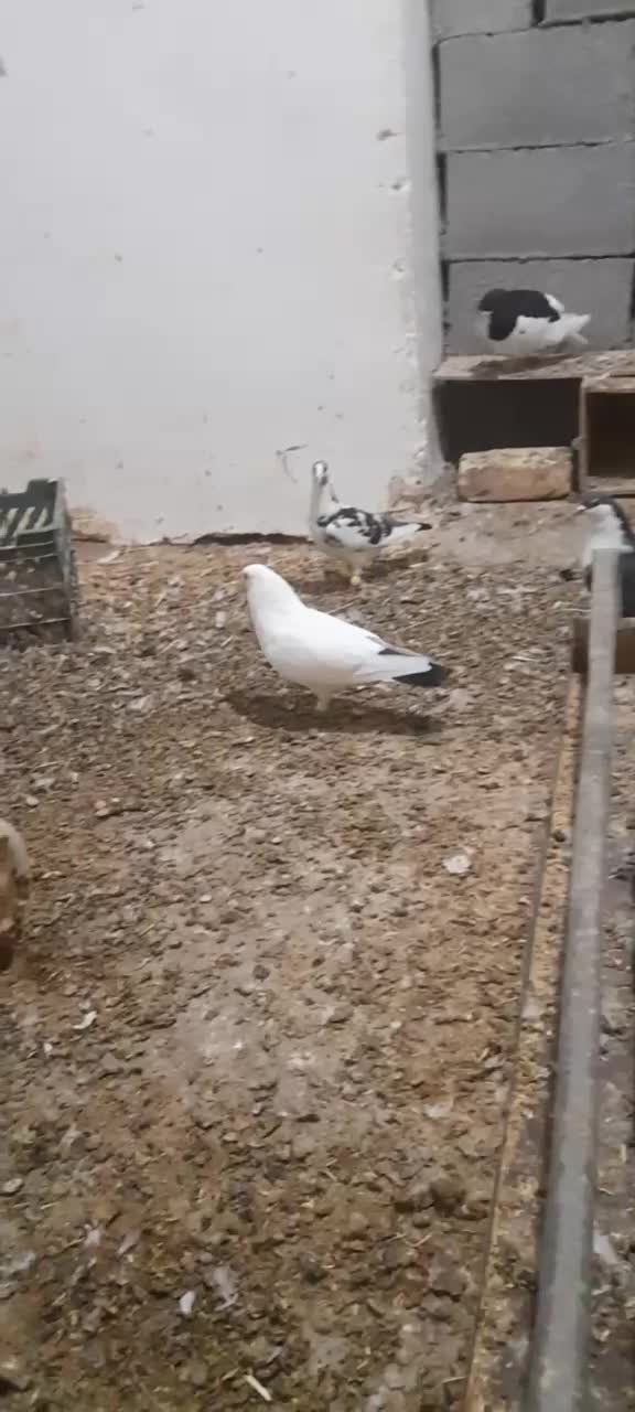 کفتر دم سیاه|پرنده|باخزر, |دیوار