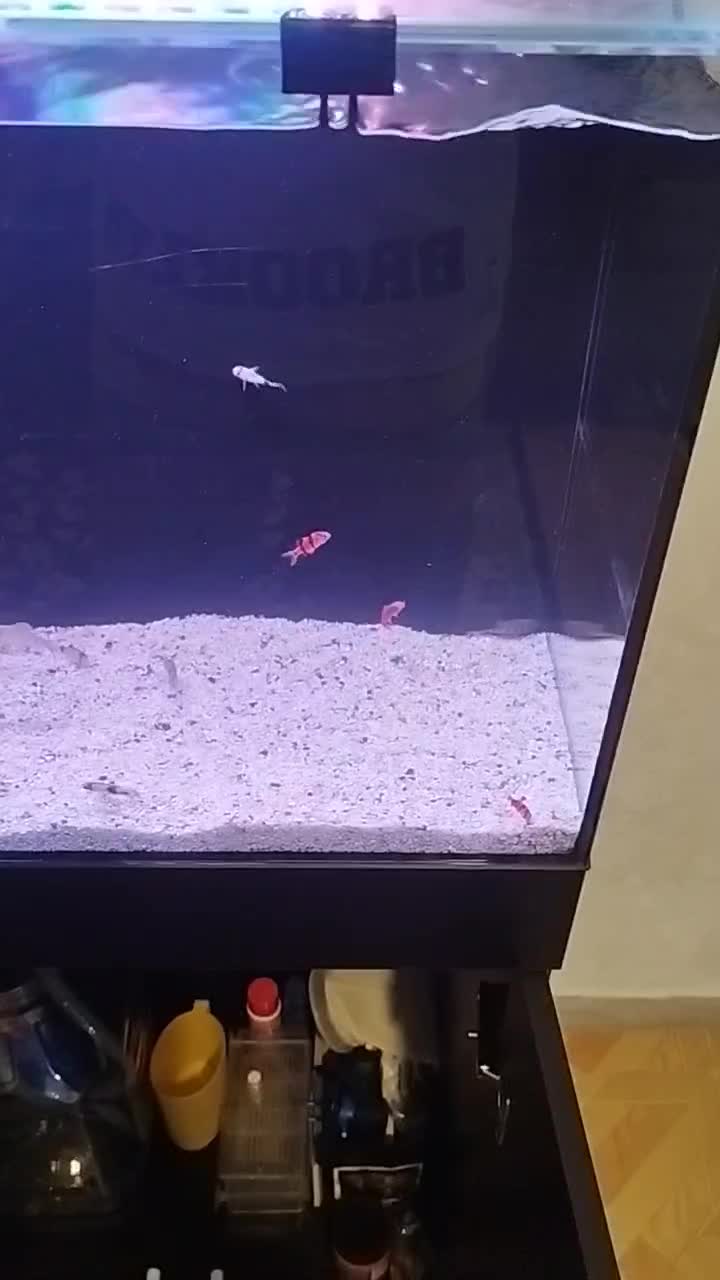 ماهی بارب|ماهی|کرج, گلستان|دیوار