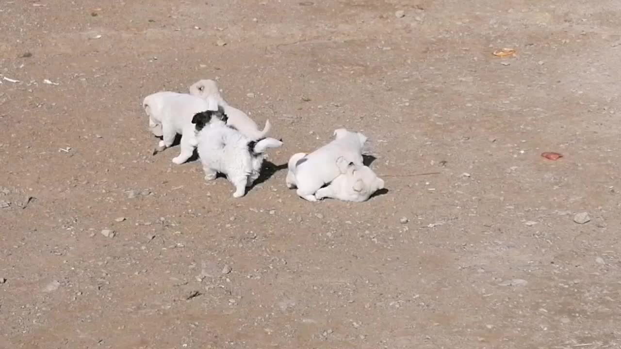 پامر|سگ|مشهد, کاظم آباد پنجشنبه|دیوار