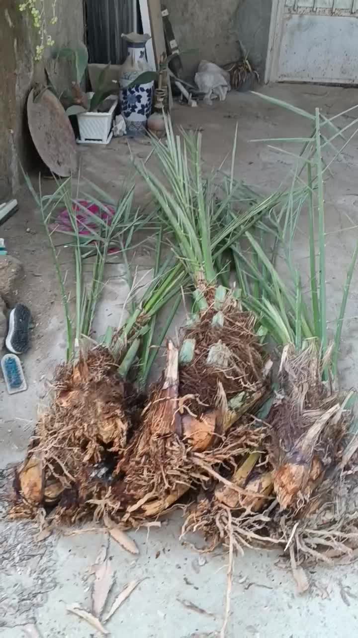 ارَس کاری درخت و تمیزکاری درخت|خدمات باغبانی و درختکاری|قشم, |دیوار