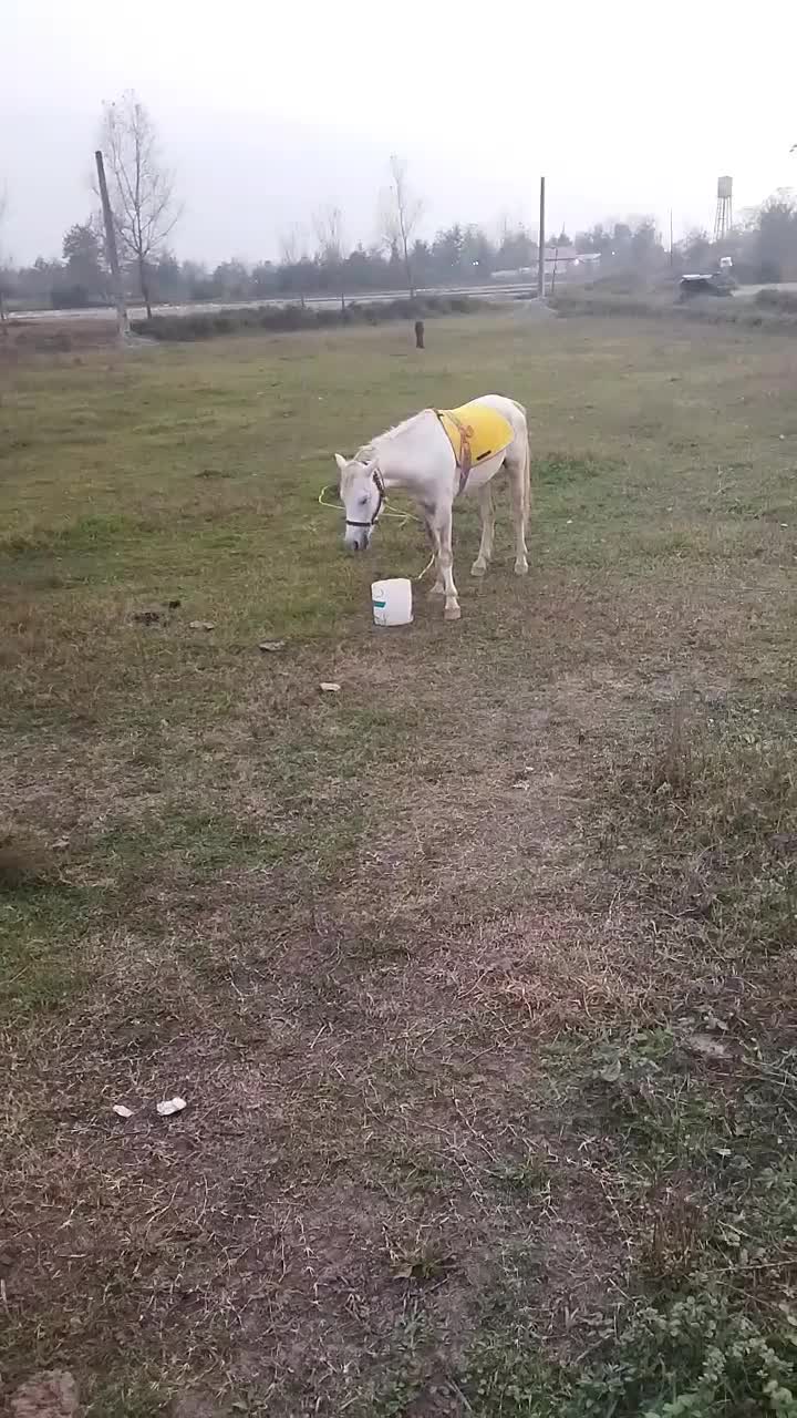 اسب نر نریان|اسب و تجهیزات اسبسواری|لاهیجان, لفمجان|دیوار