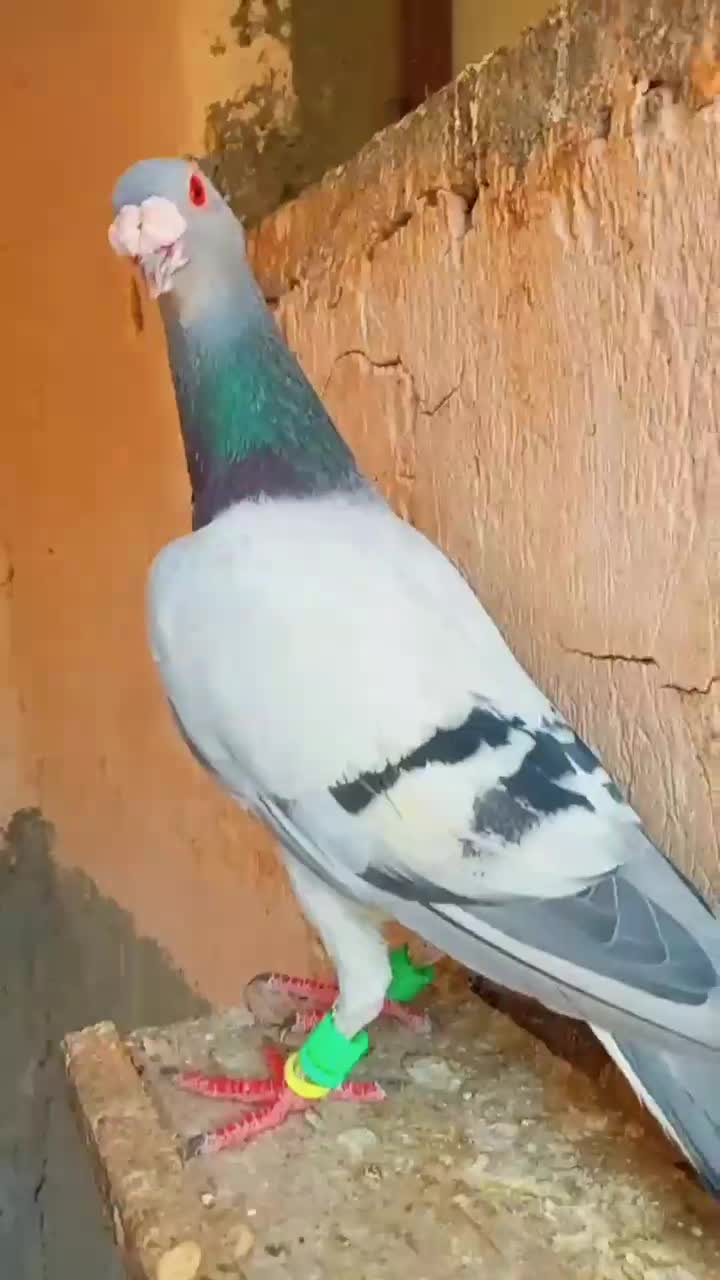 گمشده|حیوانات|کازرون, |دیوار