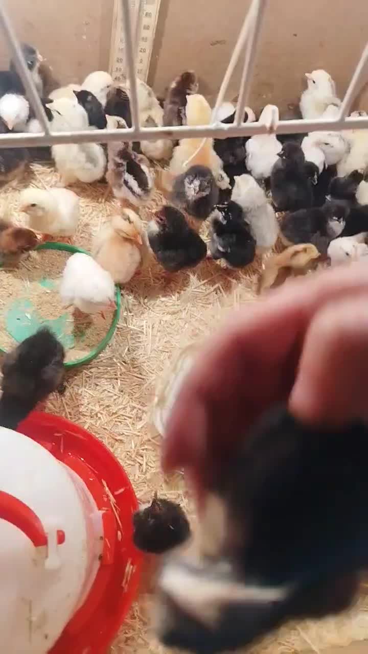 تخم مرغ نطفه دار|حیوانات مزرعه|نورآباد, |دیوار